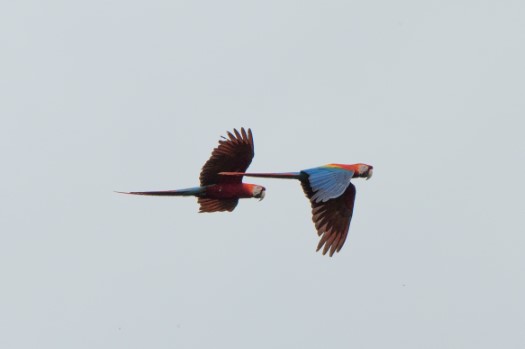 Scarlet Macaws in Cuyabeno Reserve